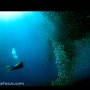Pescador Island Sardine Run