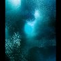 Pescador Island Sardine Run