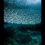 Pescador Island Sardine Run