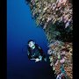 Pescador corals