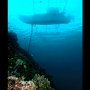 Dolphin House wall, Moalboal