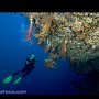 Kasai Wall, Moalboal
