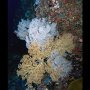 Pescador corals