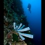 Sponges on Kasai Wall, Moalboal