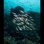 Razorfish, Dolphin House, Moalboal