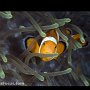 False clownfish, Tongo Point, Moalboal