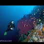 Dolphin House reef, Moalboal