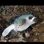 Masked pufferfish, Tongo Point, Moalboal