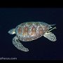 Green turtle, Dolphin House, Moalboal