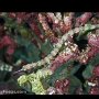 Yellowspotted pipefish, Tongo Point, Moalboal