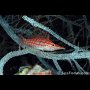 Longnose hawkfish, Malapascua