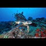 Hawksbill turtle, Apo Island