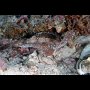 Robust Ghost Pipefish, Cabilao