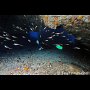 Underwater tunnels, Gato Island, Malapascua