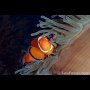 False Clown Anemonefish, Cabilao Island