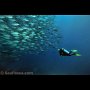 Schooling jacks at Apo Island