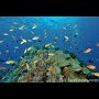 Reef at Apo Island