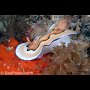 Goniobranchus (Chromodoris) coi nudibranch, Chocolate Island