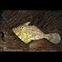 Strapweed Filefish, Gato Island