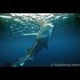 Whaleshark at Oslob Marine Park