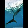 Whaleshark at Oslob Marine Park