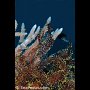 Ornate Ghost Pipefish, Cabilao