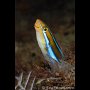 Bluestriped Fang Blenny, Dauin