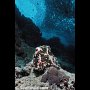 Frogfish in Moalboal Channel