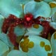 Pygmy seahorse