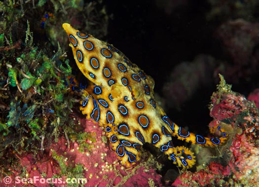 blue ringed octopus