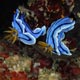 nudibranchs