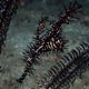 ornate ghost pipefish