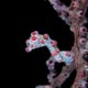 pygmy seahorse