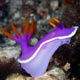 nudibranch