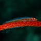 whip coral goby