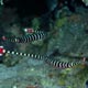 pipefish