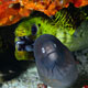 White-eyed and fimbriated morays