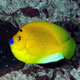 Three-spot angelfish