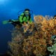 Fan corals on Eiger Wall