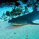 Whitetip reef shark