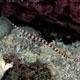 Banded pipefish