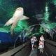 Leopard shark swimming over the perspex tunnel