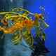 Leafy seadragon: tank display