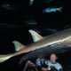 Guitarfish admiring the visitors: inside the tank