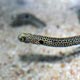 Spotted garden eel: tank display