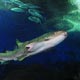 Leopard shark: diving inside the tunnel