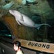 Gracie the dugong watching visitors