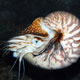 Nautilus shell