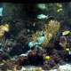 Coral reef exhibit