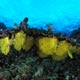 Yellow fan corals